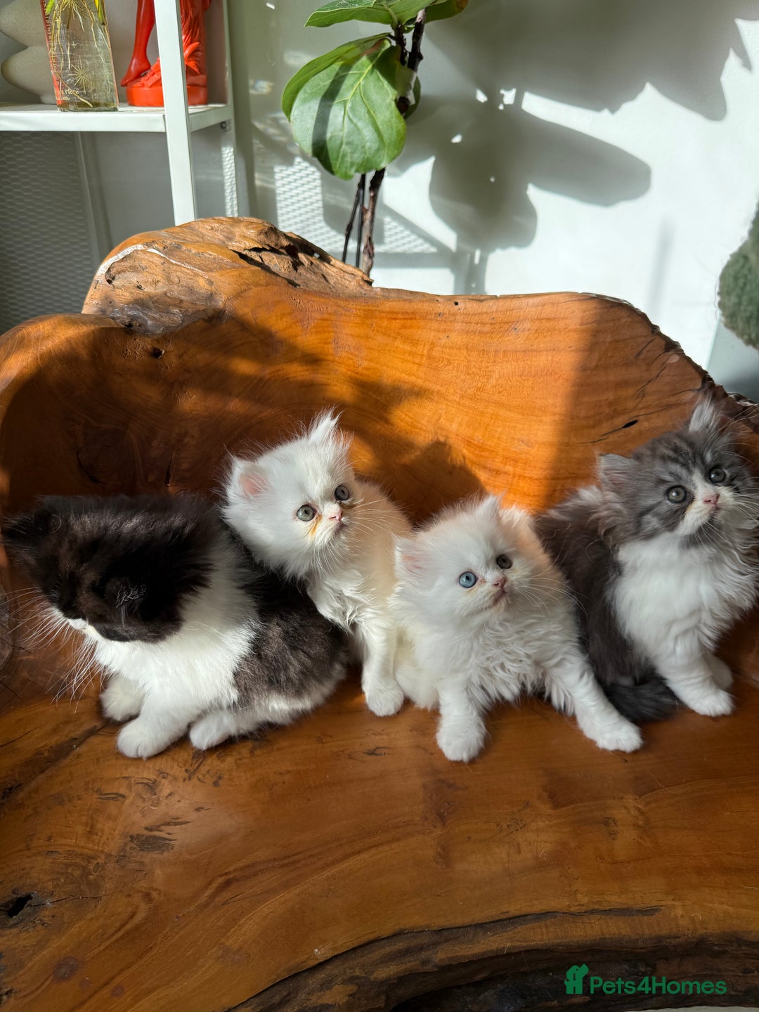 Persian cats for sale: BeautifulPersian Kittens - Image 4