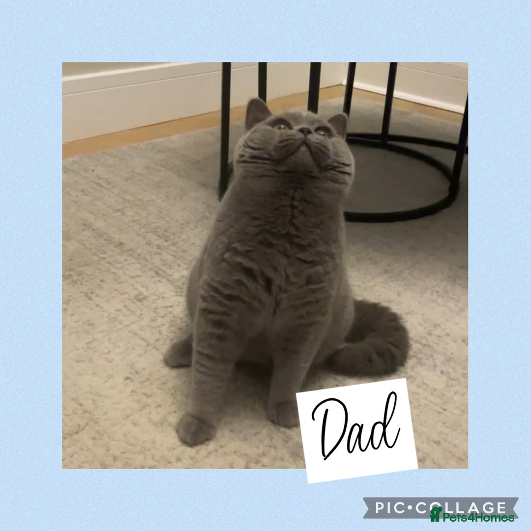 British Shorthair cats for sale: 🏆Champion GCCF British Shorthair kittens 🏆 - Image 18