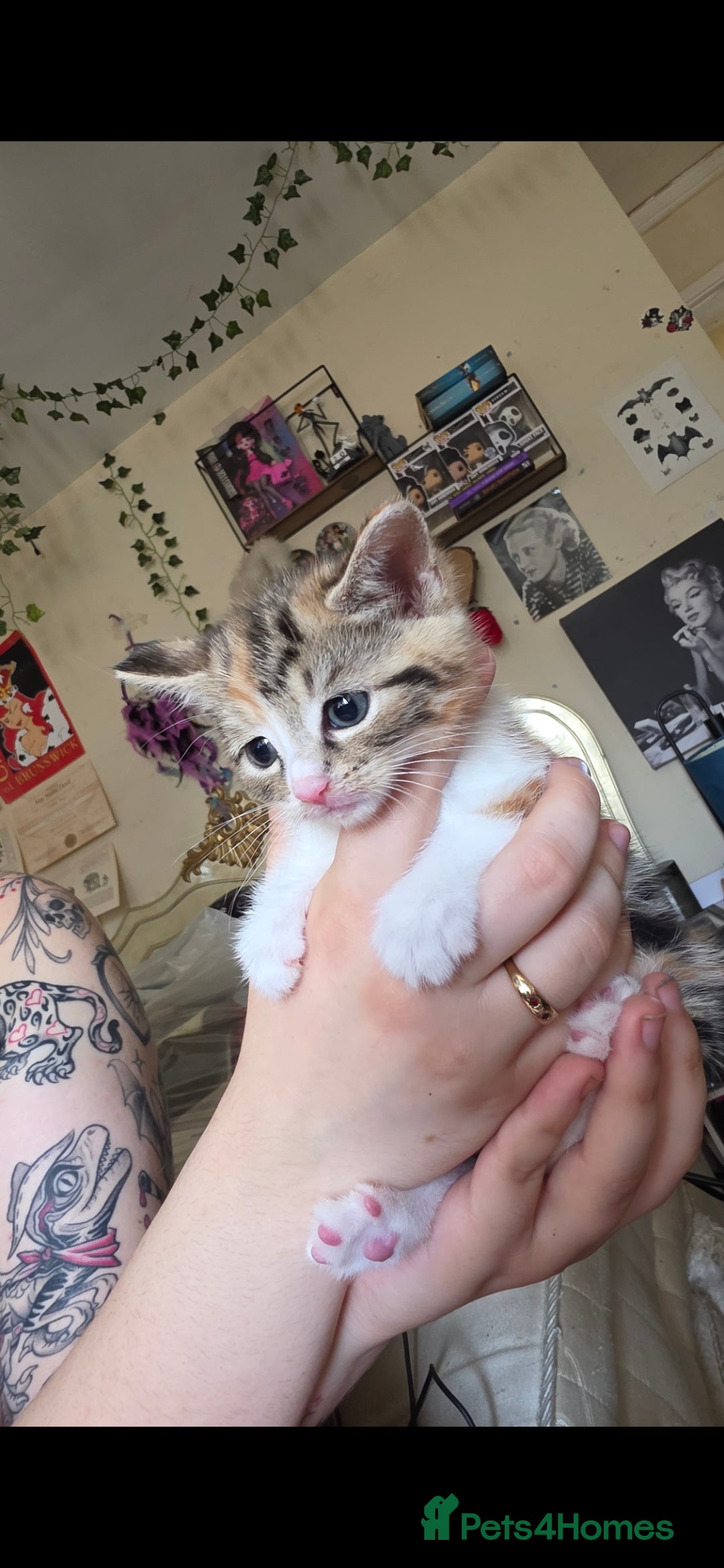 Mixed Breed cats for sale: Two girls left  - Image 3