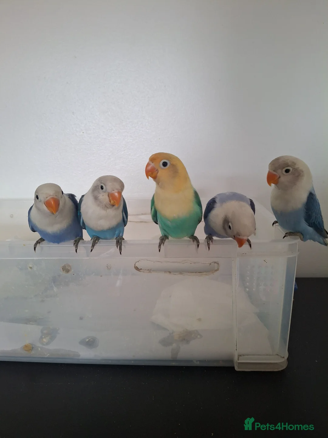 Lovebirds birds for sale: HAND REARED LOVEBIRDS - Advert 2