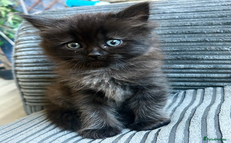 Persian cats - Advert 3