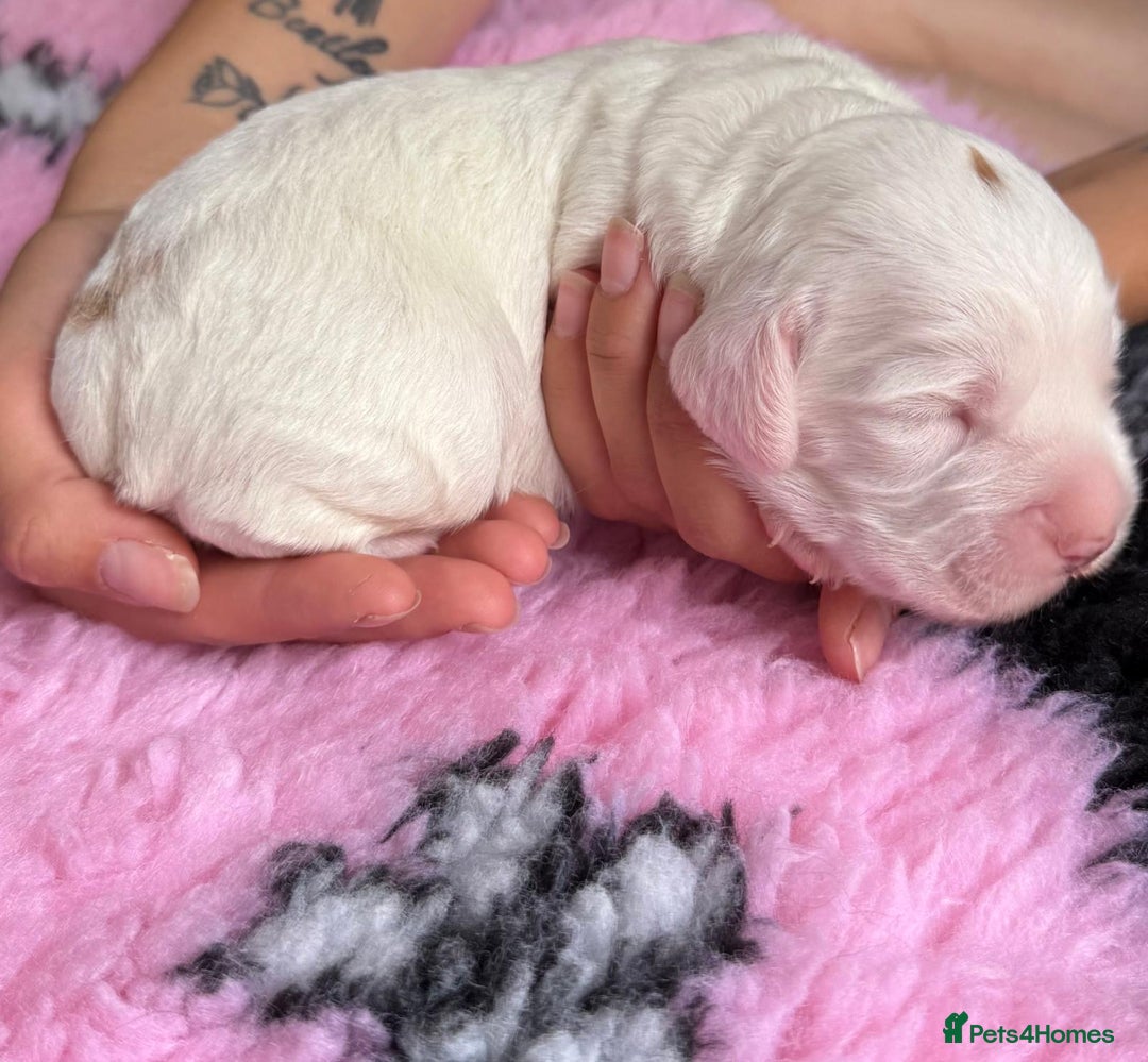 Cocker Spaniel dogs for sale: Gorgeous KC registered Working Cocker Spaniels - Image 15
