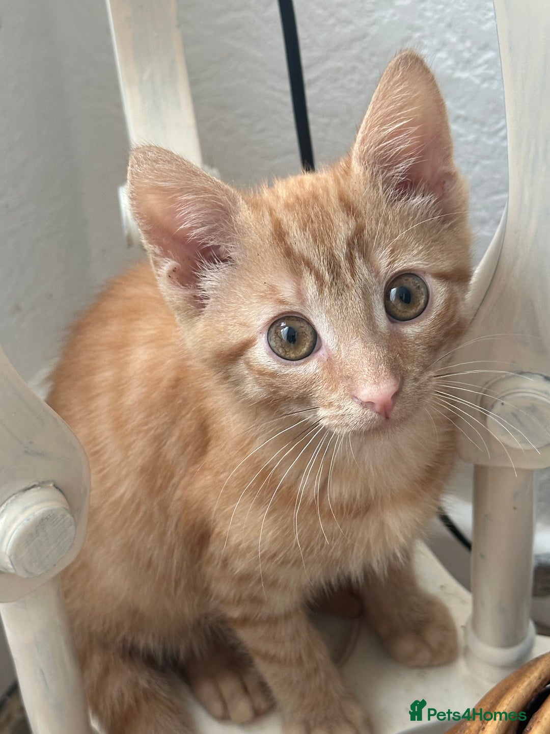 Mixed Breed cats for sale: 2 Adorable Friendly Kittens For A Forever Home - Image 12