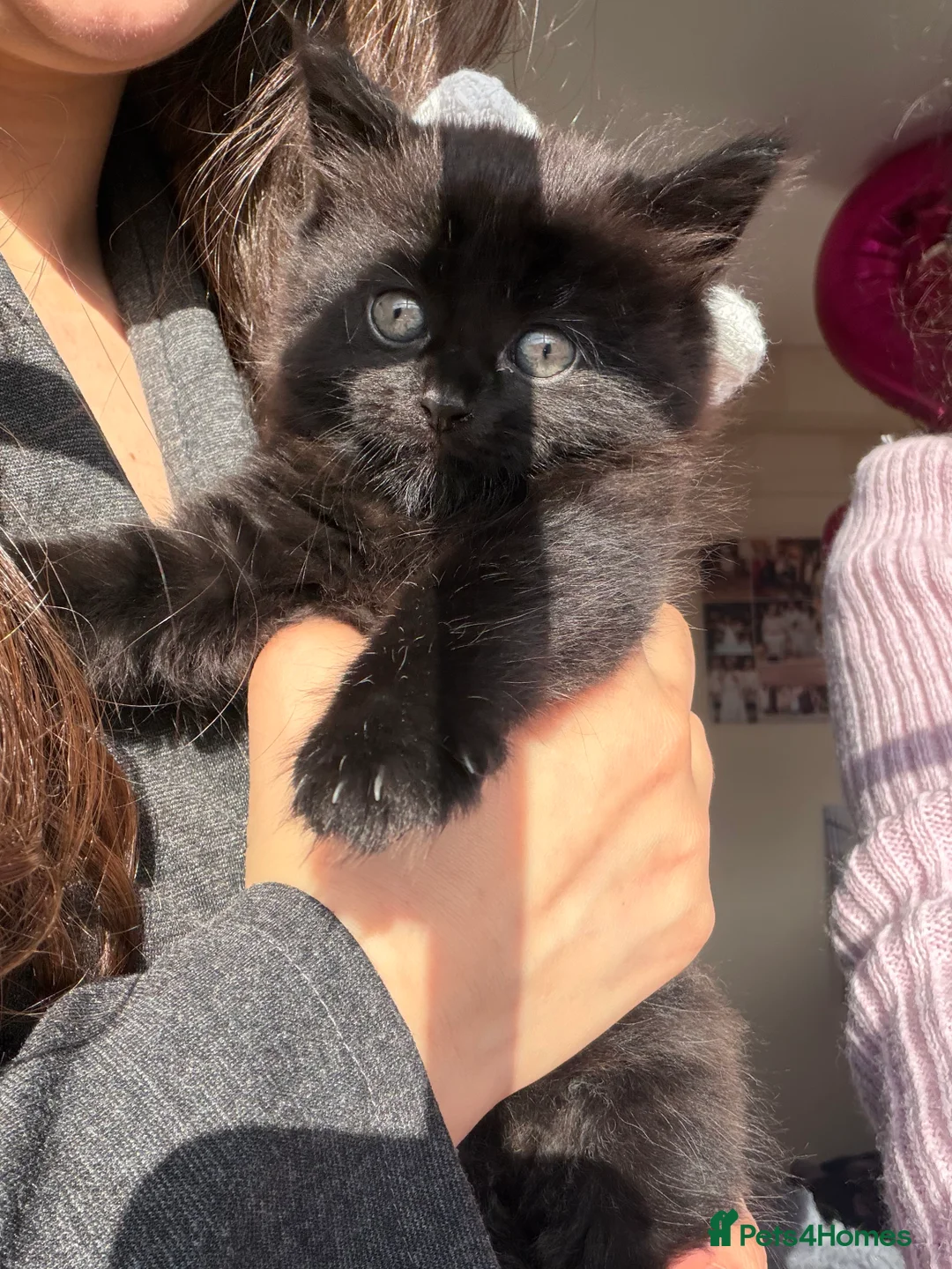 Mixed Breed cats for sale: Two Adorable Black Siberian Kittens for sale.  - Advert 2