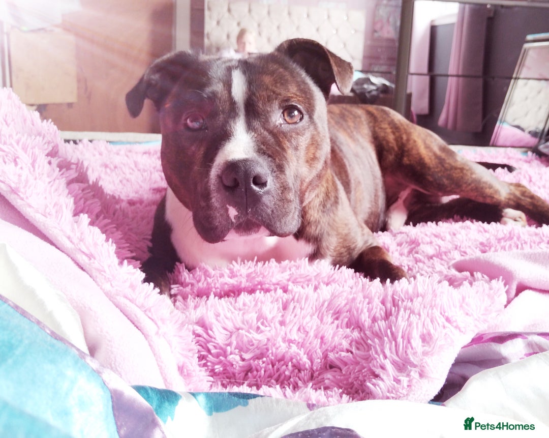 Staffordshire Bull Terrier dogs for sale: Male Staffie  - Advert 1
