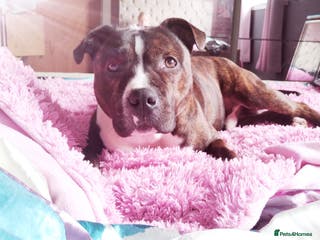 Staffordshire Bull Terrier dogs Male Staffie - Advert 7