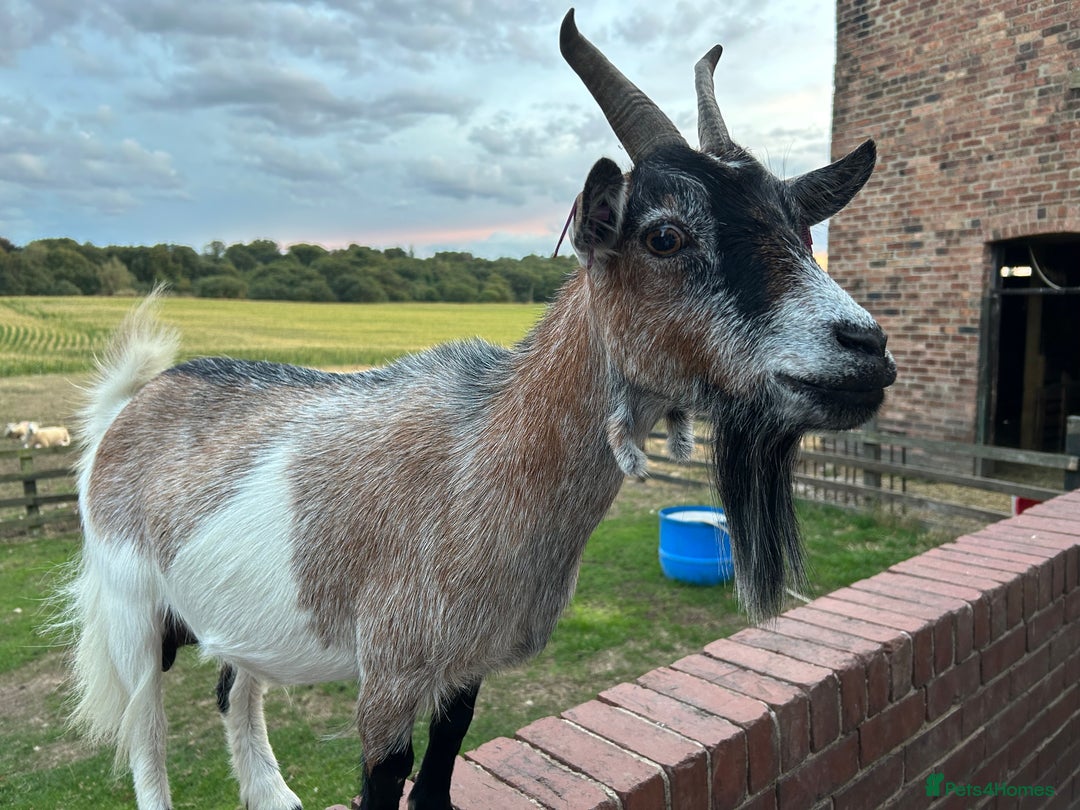 Goats livestock for sale: Beautiful Pygmy goats for sale £100-£200 - Image 5