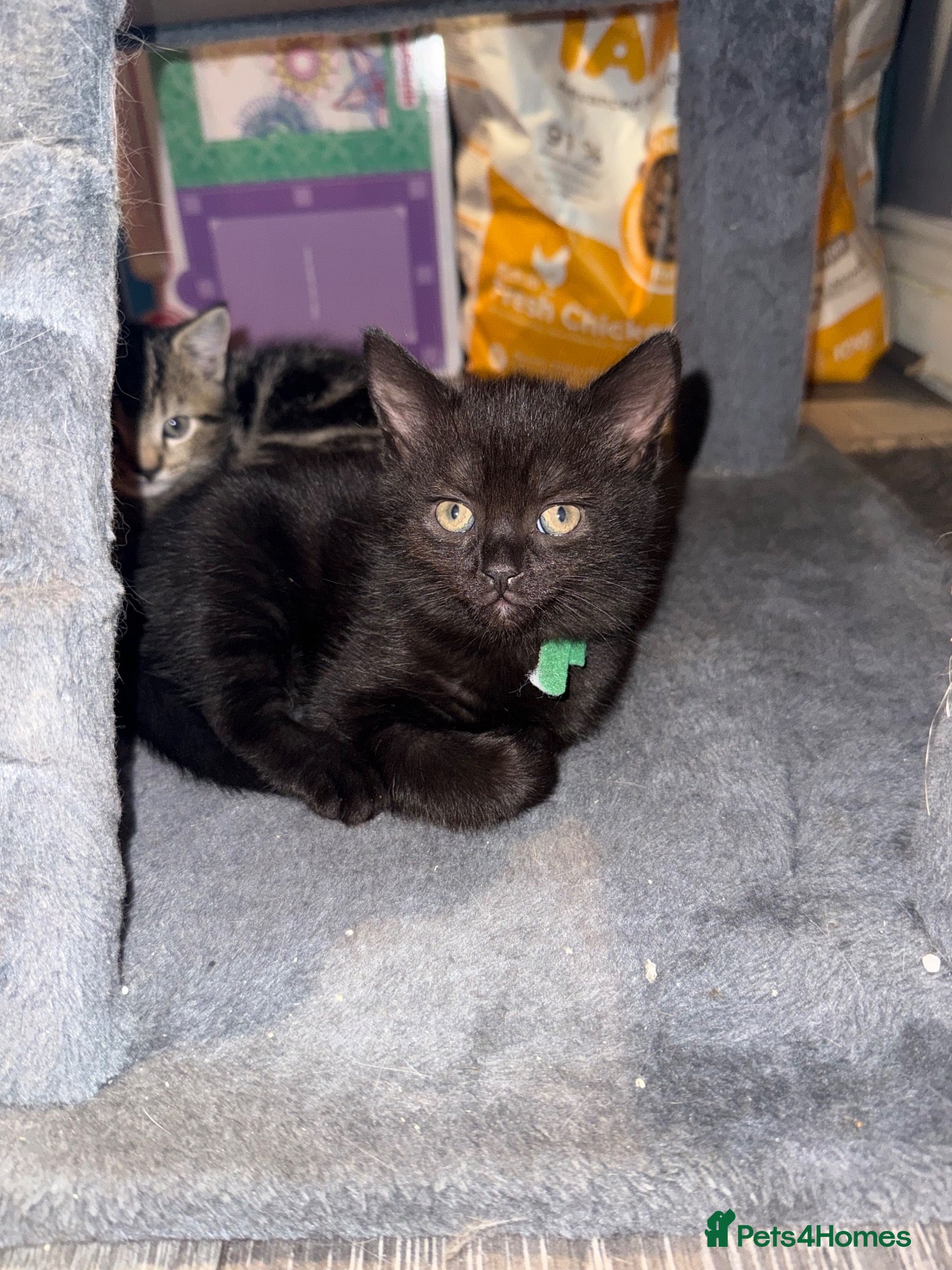 British Shorthair cats REDUCED * 1 boy left * BSH £100 - Advert 3