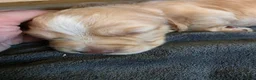 Cocker Spaniel dogs for sale: Beautiful proven cocker spaniels for sale - Advert 10