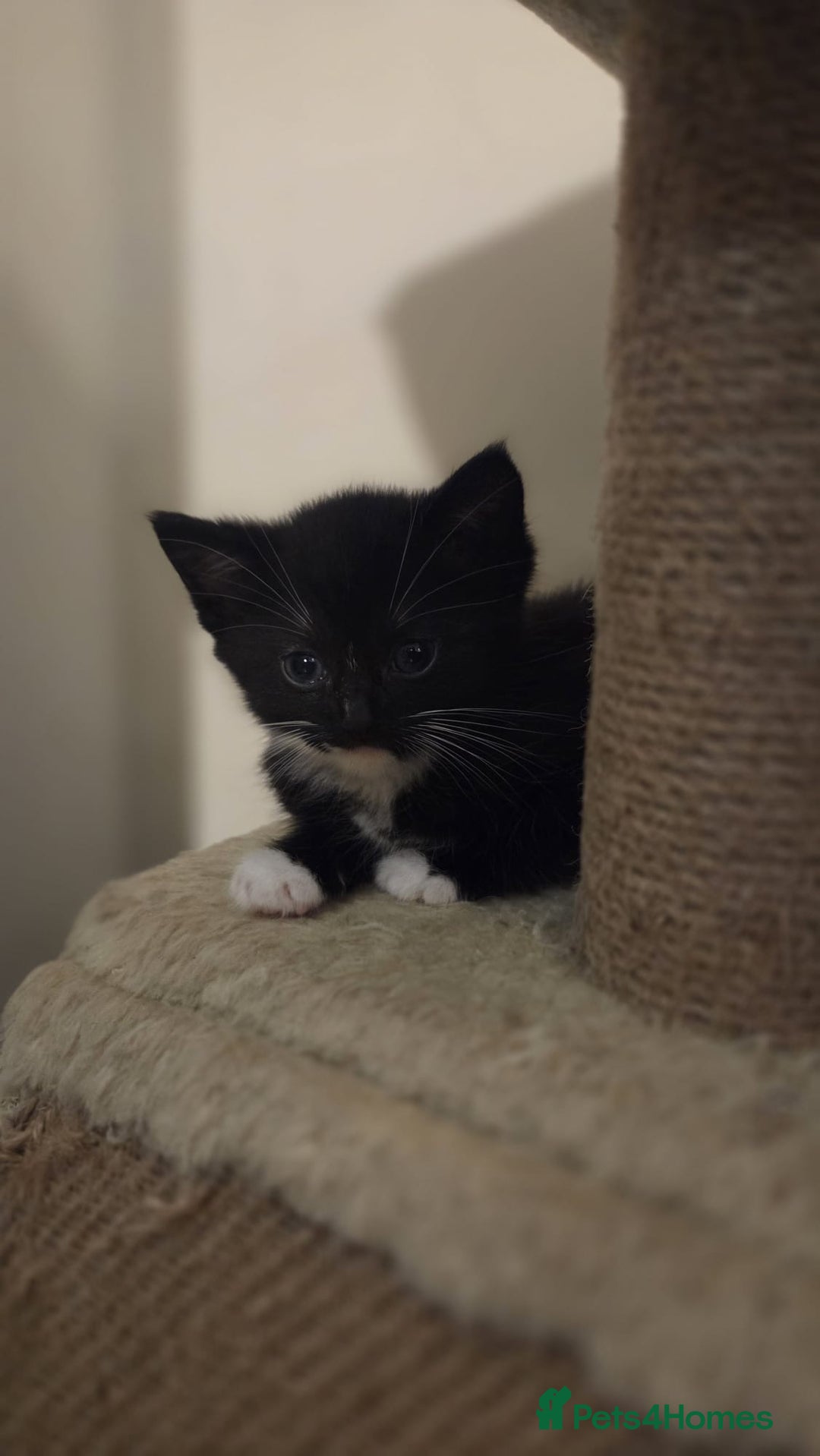 Mixed Breed cats for sale: Black and white kittens looking for loving home  - Image 7