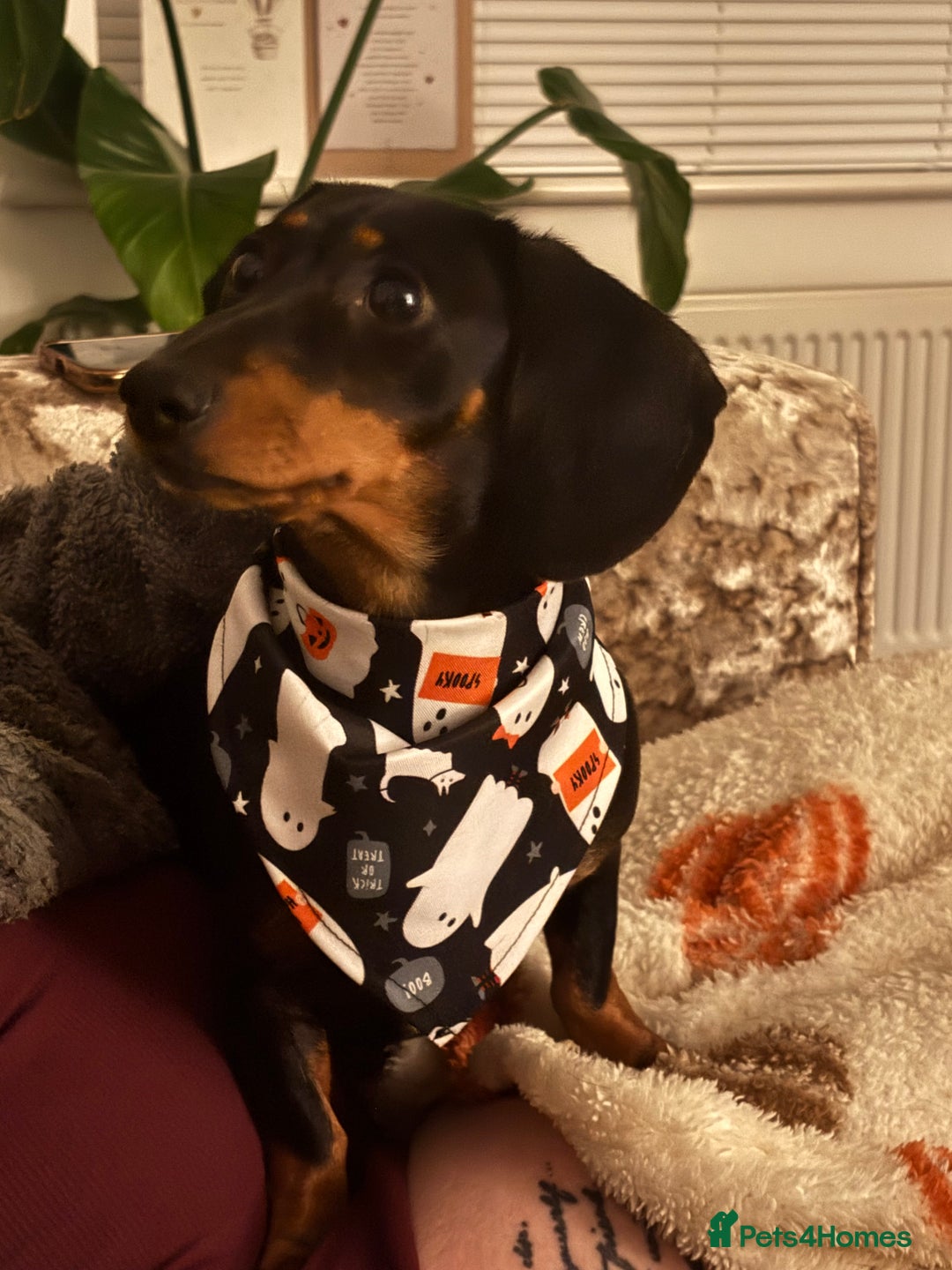 Miniature Dachshund dogs for sale: Miniature Dachshund  - Advert 7