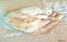 Munchkin cats for sale: ⭐️⭐️-3x TICA Munchkins - Super Short Legs-⭐️⭐️  - Image 24
