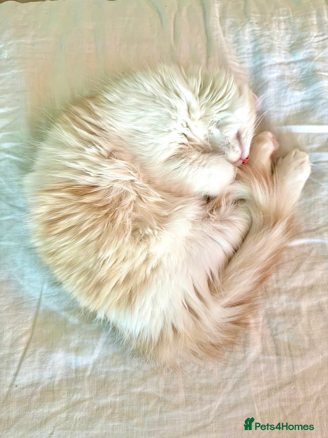 Munchkin cats for sale: ⭐️⭐️-3x TICA Munchkins - Super Short Legs-⭐️⭐️  - Image 24