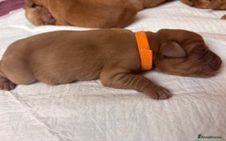 Labrador Retriever dogs for sale: KC Reg ‘Fox Red’ Labrador Retrievers  - Image 36