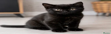 British Shorthair 2