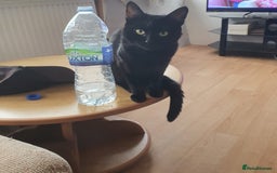 British Shorthair cats for sale: 2 Beautiful Boys for Sale - Image 3