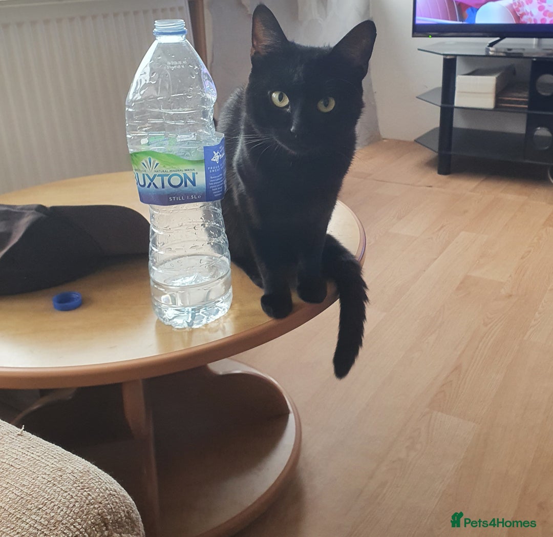 British Shorthair cats for sale: 2 Beautiful Boys for Sale - Image 3