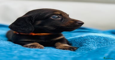 Dachshund dogs - Advert 13