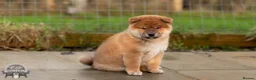 Japanese Shiba Inu dogs for sale: Last but Not Least Little Red Girl  ❤️ - Advert 9