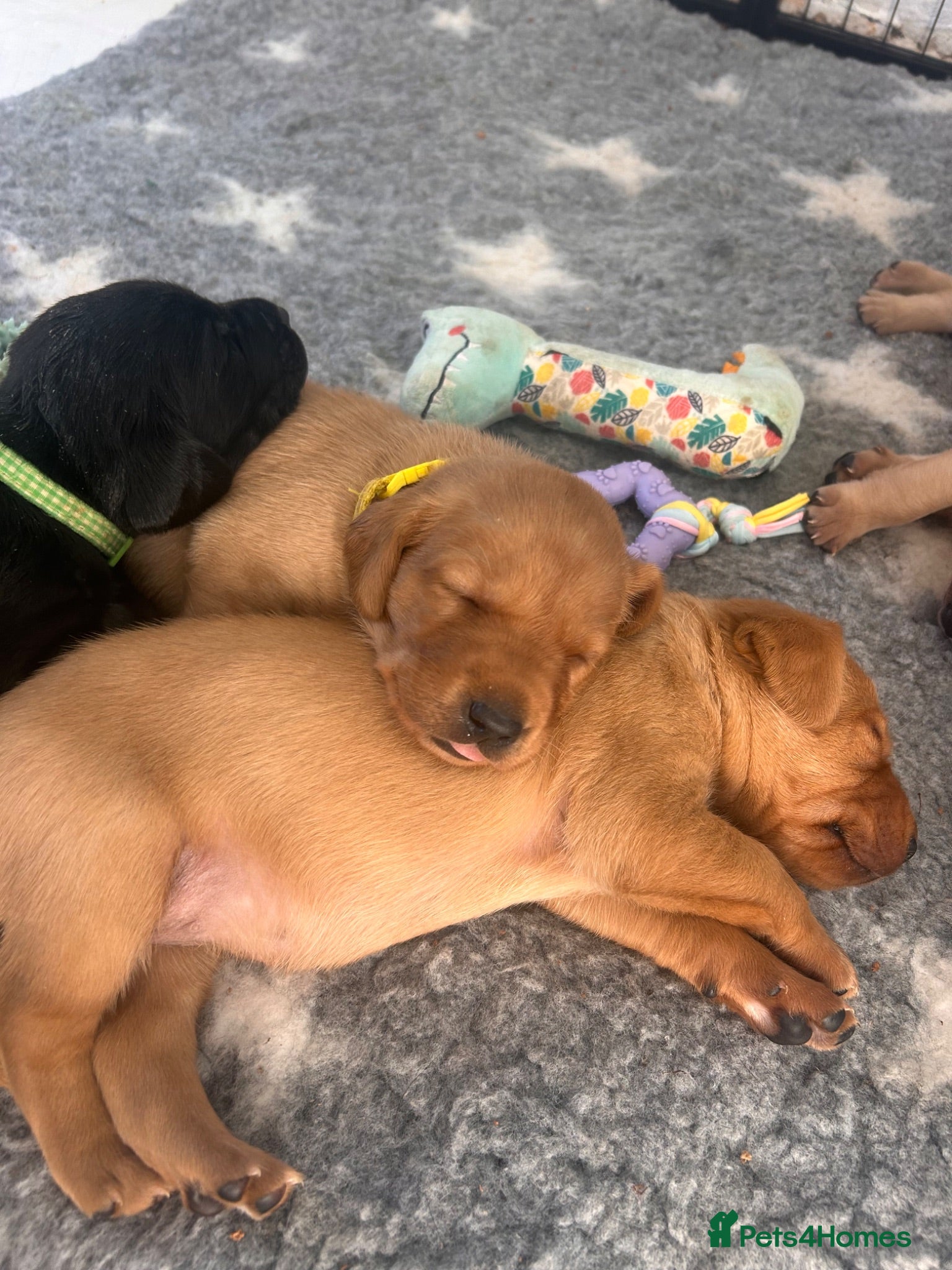Labrador Retriever dogs Kc reg, red, yellow and black working labradors - Advert 6