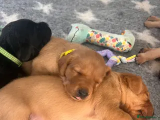 Labrador Retriever dogs Kc reg, red, yellow and black working labradors - Advert 6