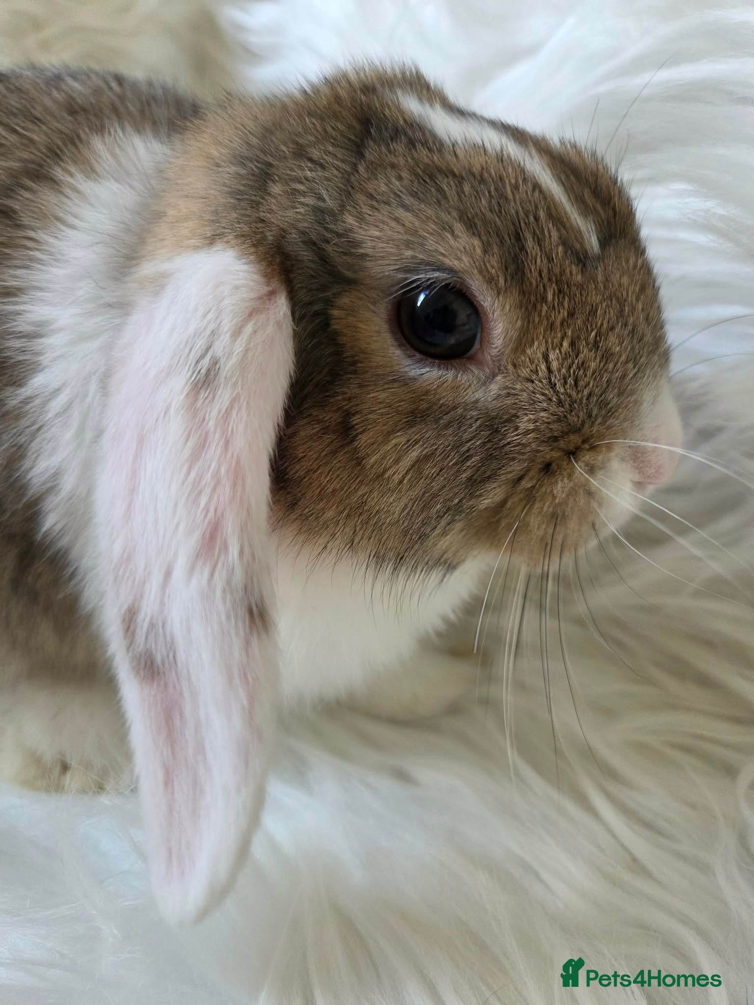 Mini Lop rabbits Beautiful mini lop boys and girls avalible - Advert 2