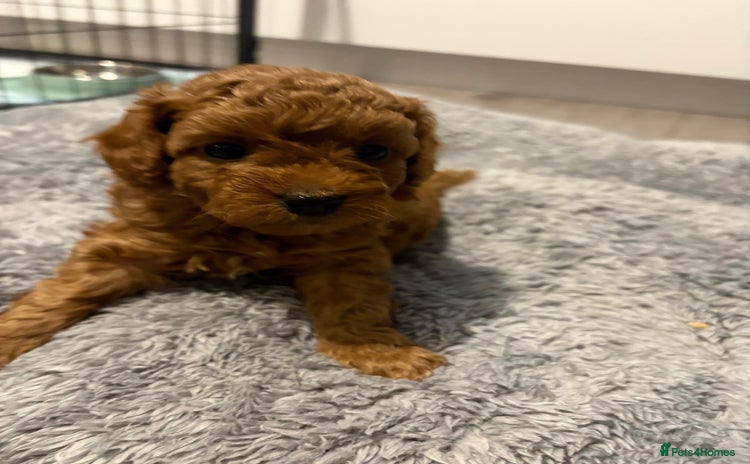 Cavapoo dogs - Advert 1