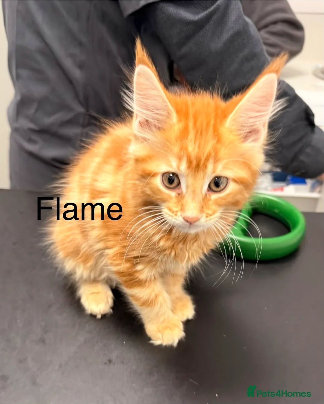 Maine Coon cats for sale: Fully registered Maine Coon kittens  - Advert 5