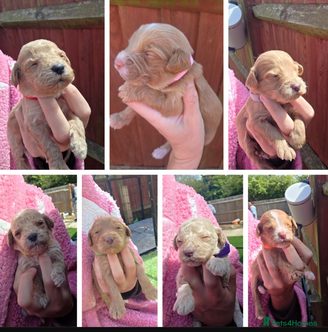 Cockapoo dogs 🐶 Adorable F1 Cockapoo Puppies for Sale! 🐶 - Advert 6