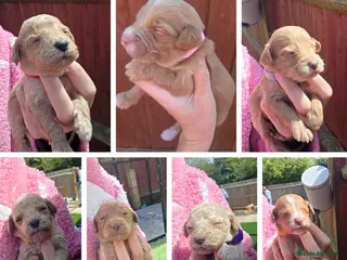 Cockapoo dogs 🐶 Adorable F1 Cockapoo Puppies for Sale! 🐶 - Advert 6