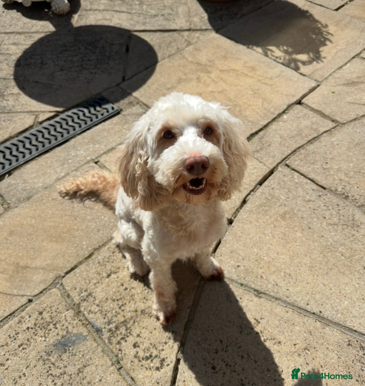 Cockapoo dogs Beautiful F2 cockapoo puppies  - Advert 3