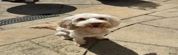 Cockapoo dogs for sale: Beautiful F2 cockapoo puppies  - Advert 1