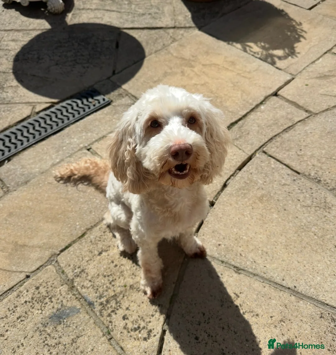 Cockapoo dogs for sale: Beautiful F2 cockapoo puppies  - Advert 1