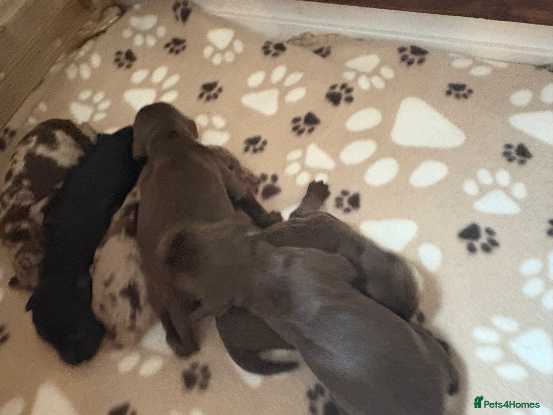 Cockapoo dogs for sale: Stunning,family raised cockapoos - Image 10