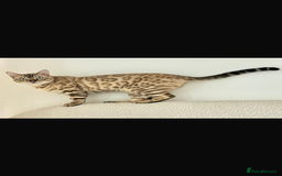 Bengal cats for sale: ✨British shorthair X Rosetted Snow Mink Bengal  - Image 5