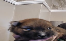 Pomeranian dogs for sale: Pomerian pups  - Image 17