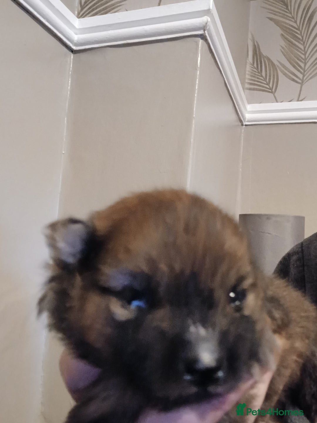Pomeranian dogs for sale: Pomerian pups  - Image 17