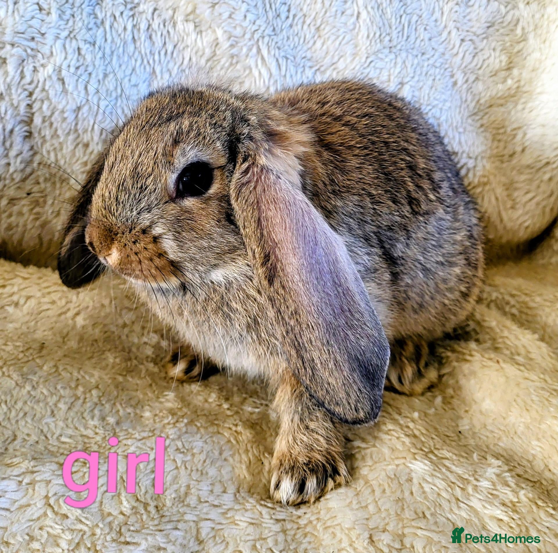 Mixed Breed rabbits French lop x mini lop - Advert 14