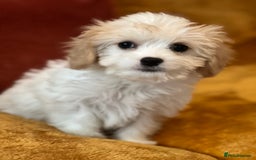 Cavachon dogs for sale: Honey , Cavashon puppy  - Image 1
