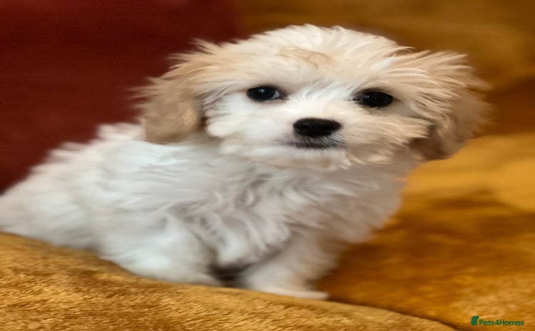 Cavachon dogs - Advert 1