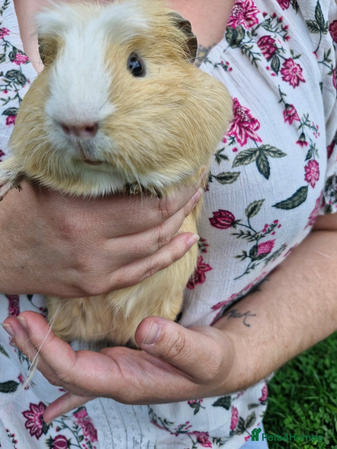 Guinea Pig rodents for sale: Dad and 2 sons - Image 3