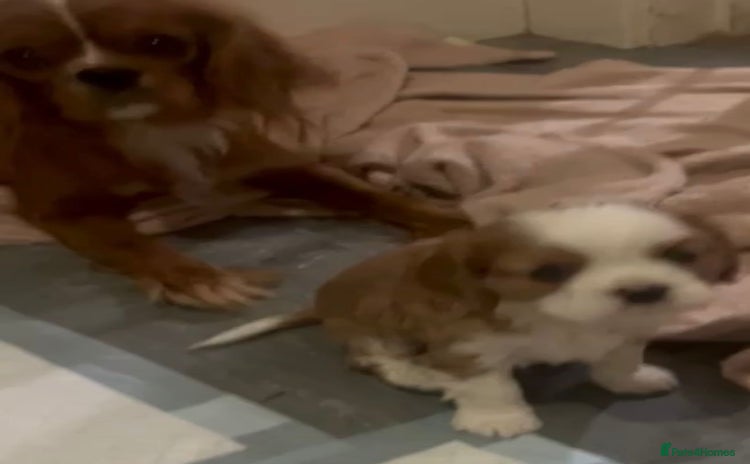Cavalier King Charles Spaniel dogs Beautiful King Charles pups - Advert 1
