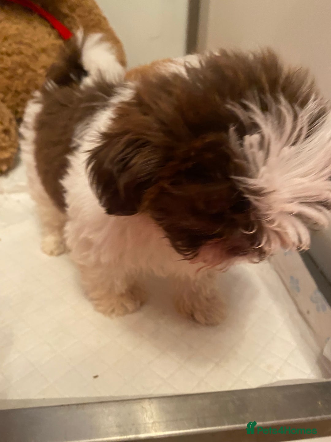 Shih Tzu dogs for sale: Stunning fluffy imperial chocolate and white shizu - Advert 9