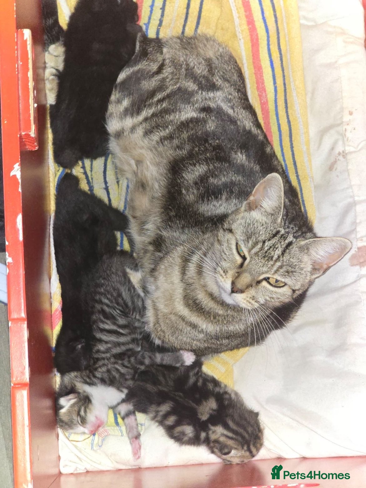 Mixed Breed cats for sale: Kitten needing good home. - Advert 3