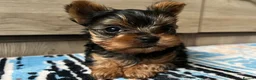 Yorkshire Terrier dogs for sale: 🐾We have lovely miniature boy🐾 - Advert 7