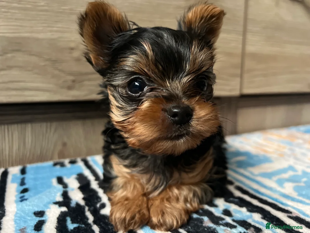 Yorkshire Terrier dogs for sale: 🐾We have lovely miniature boy🐾 - Advert 7