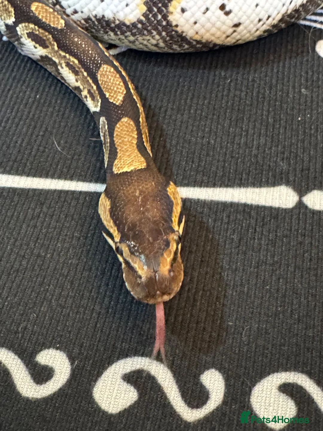 Python Snake reptiles for sale: Beautiful Pastel Sugar Royal Python - Advert 2