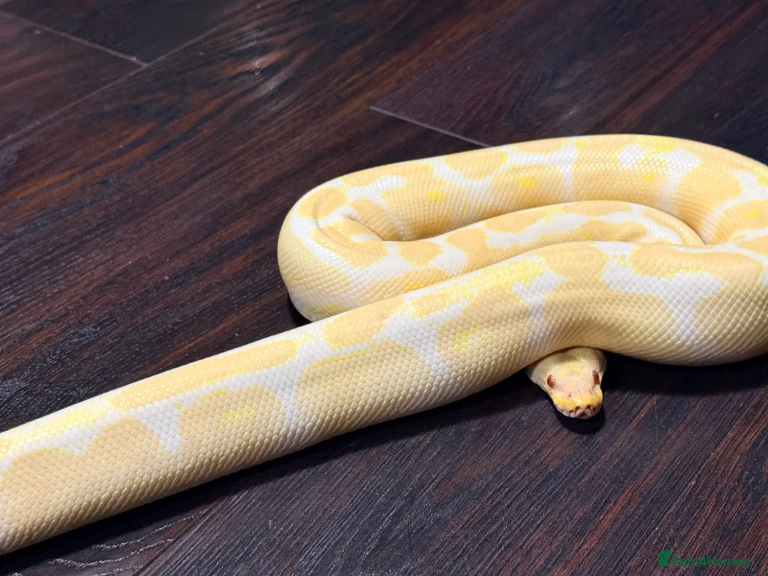 Python Snake reptiles for sale: Albino Royal python for sale in Dundee - Advert 3