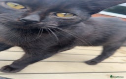 Domestic Shorthair cats for sale: 7 Month Old Male Kitten 🖤  - Image 2