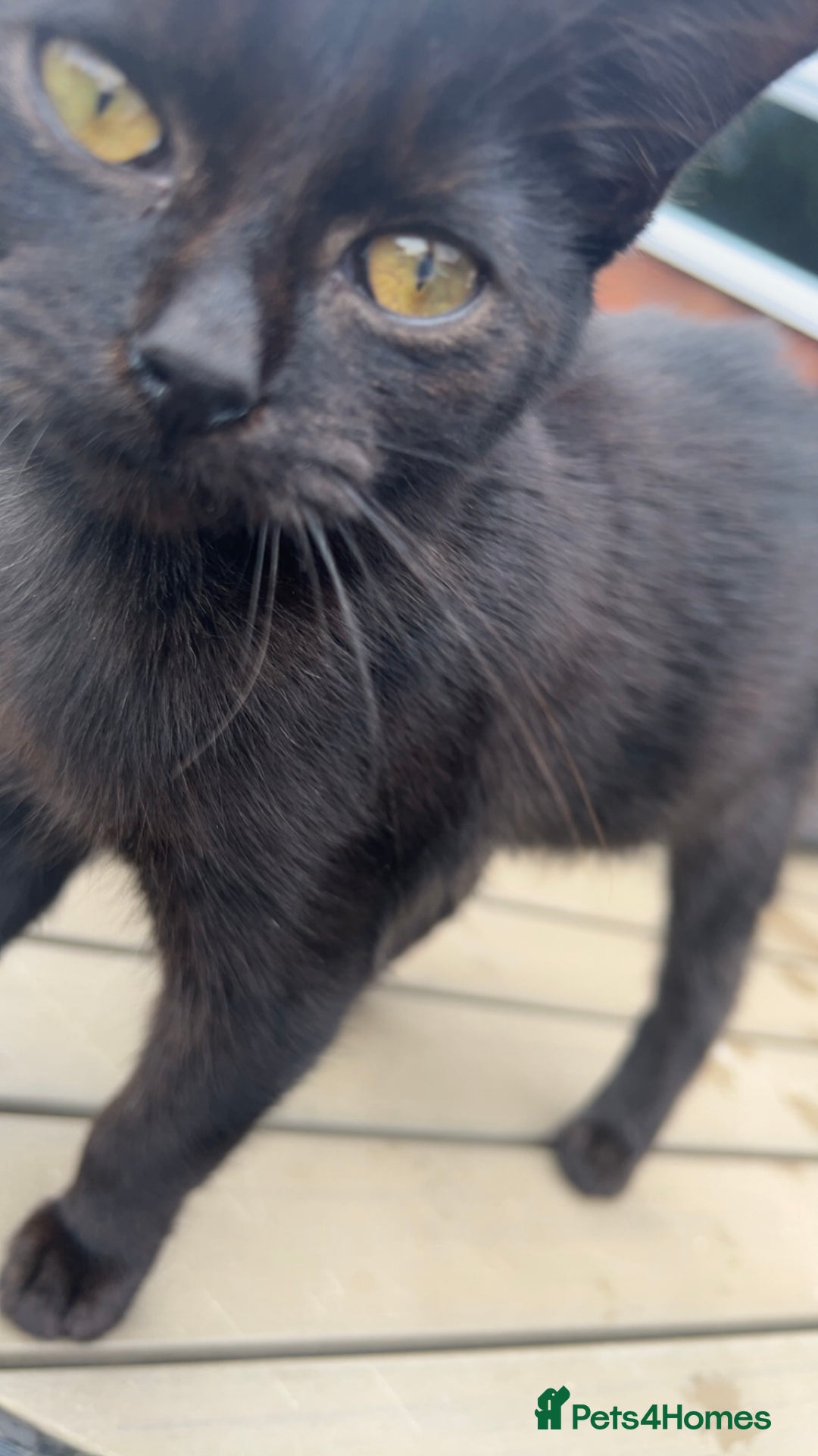 Domestic Shorthair cats for sale: 7 Month Old Male Kitten 🖤  - Image 2